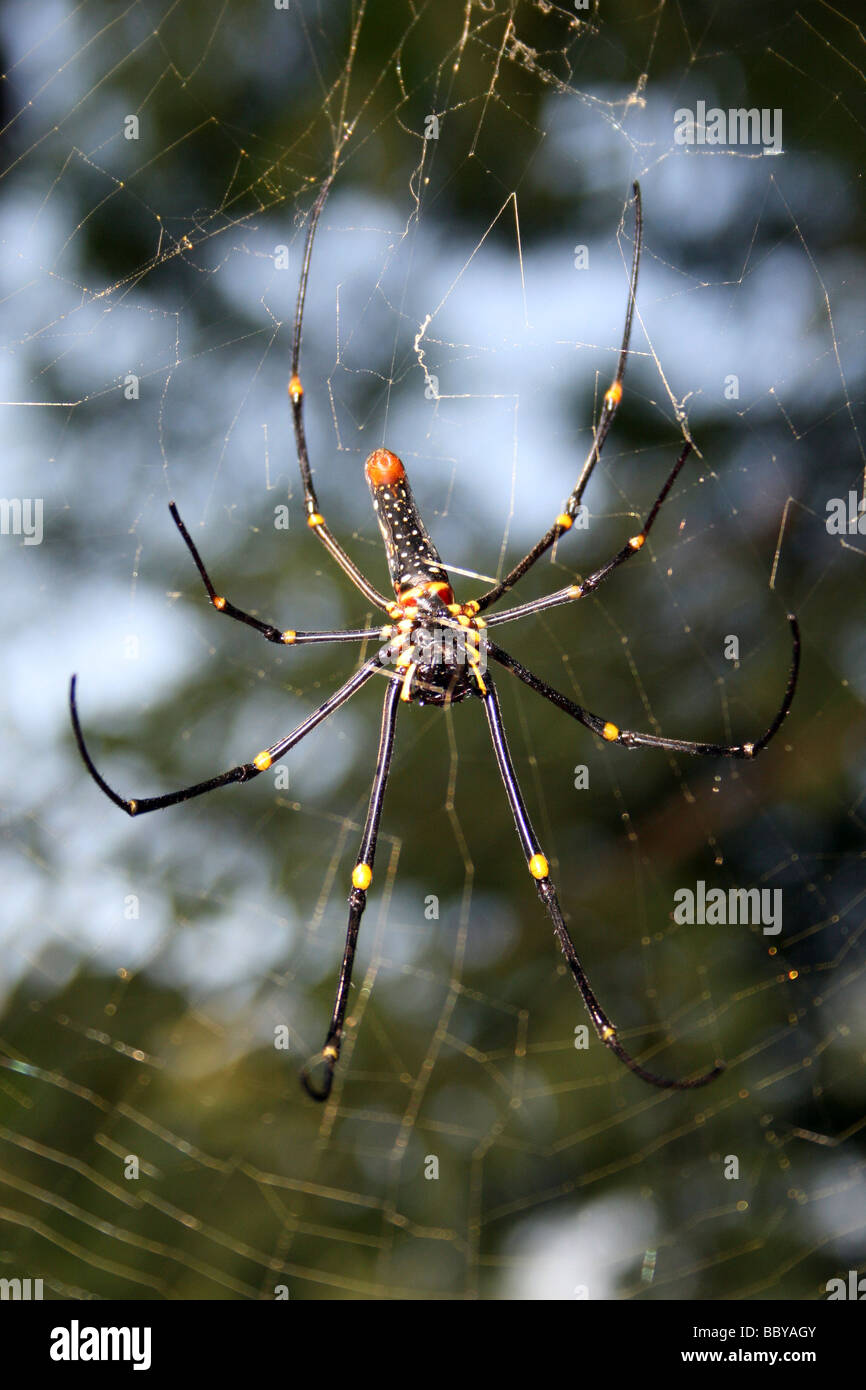 Nephila maculata di ragno gigante di legno immagini e fotografie stock ad  alta risoluzione - Alamy