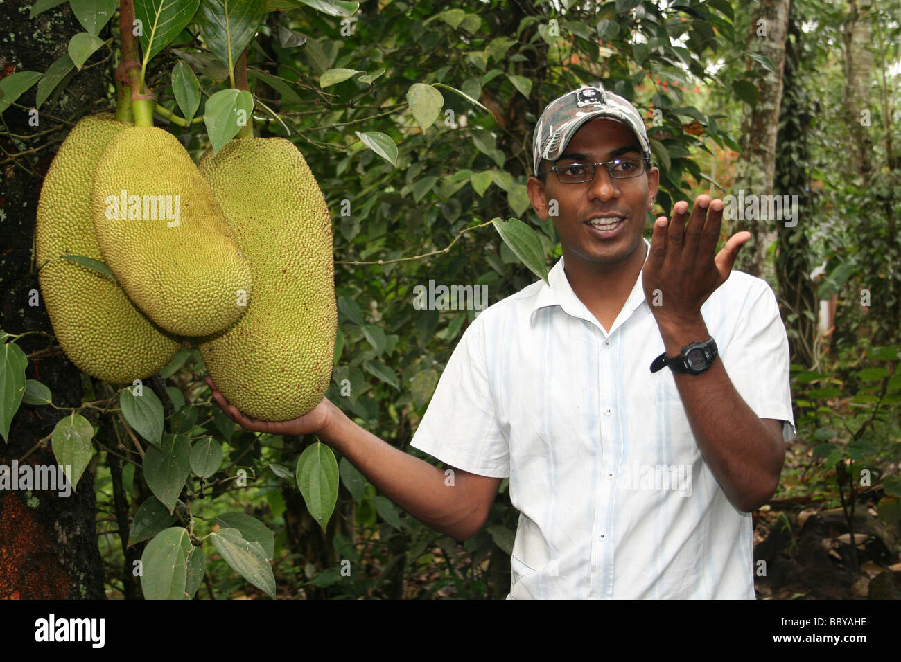 Indian guida turistica con Jackfruit Artocarpus heterophyllus Foto Stock