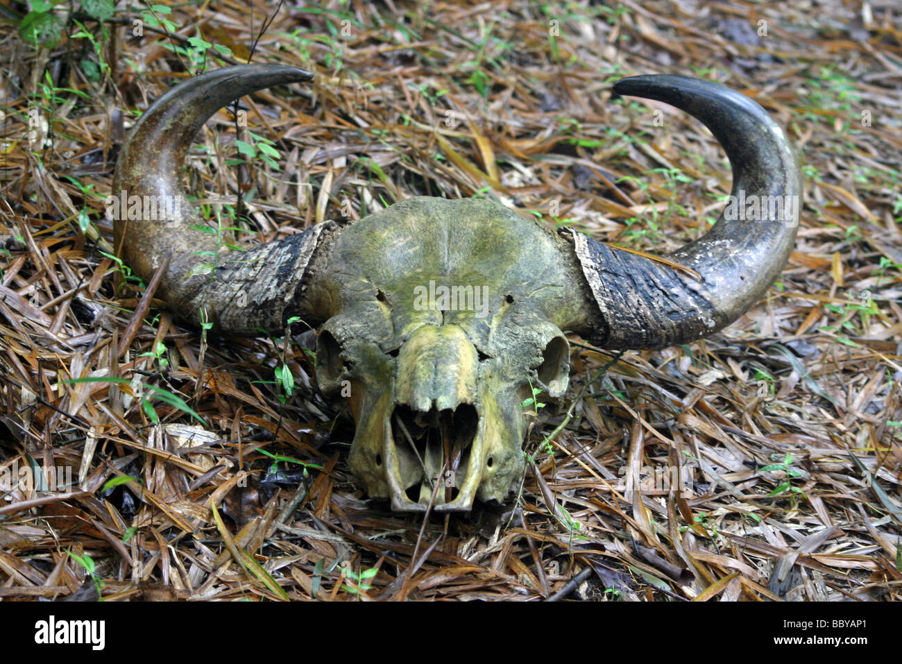 Cranio di bestiame trovato nel Parco Nazionale del Periyar, Kerala, India Foto Stock