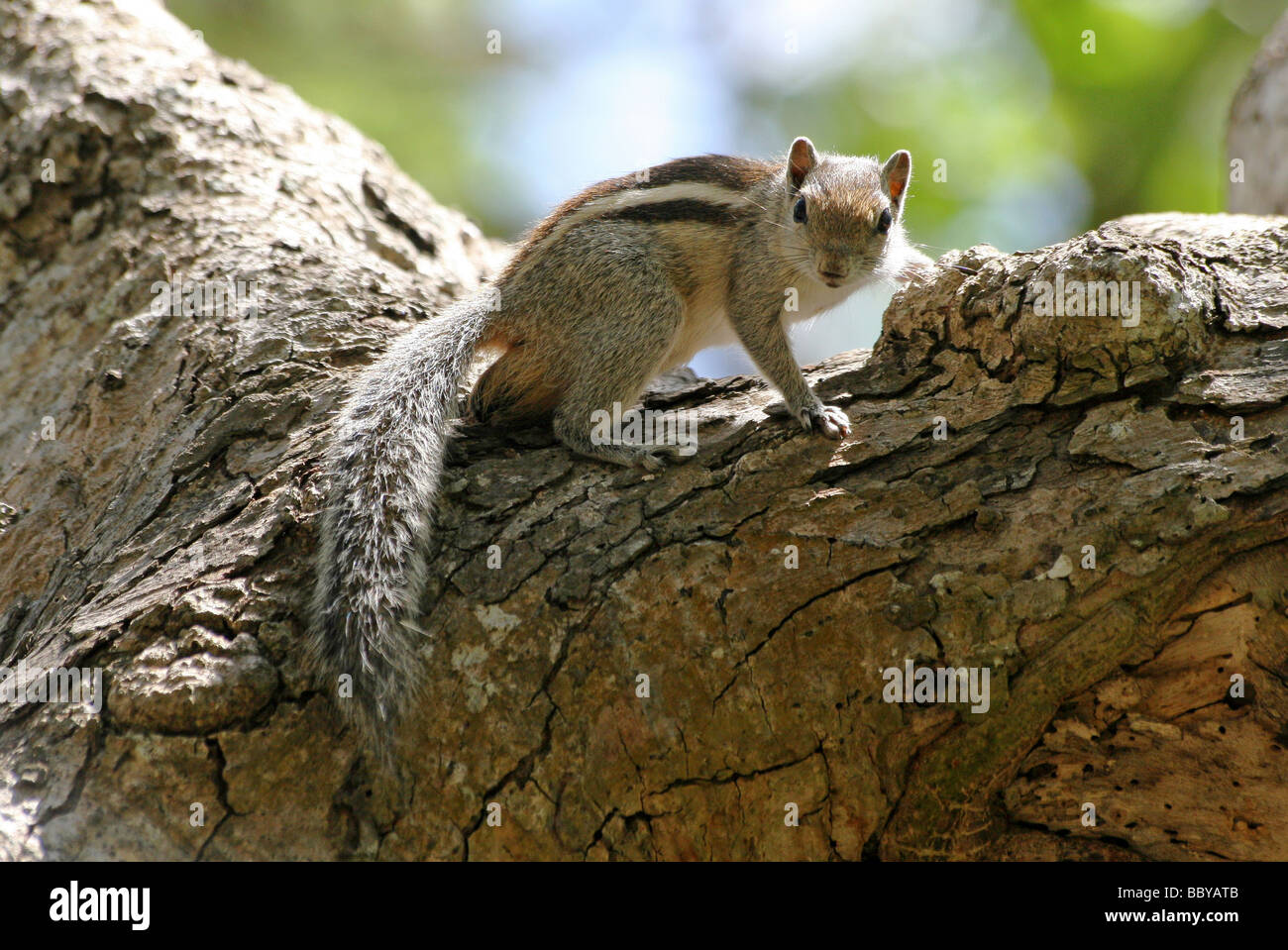 Three-Striped Scoiattolo Palm Funambulus palmarum presi in Nagarhole NP, Karnataka, India Foto Stock