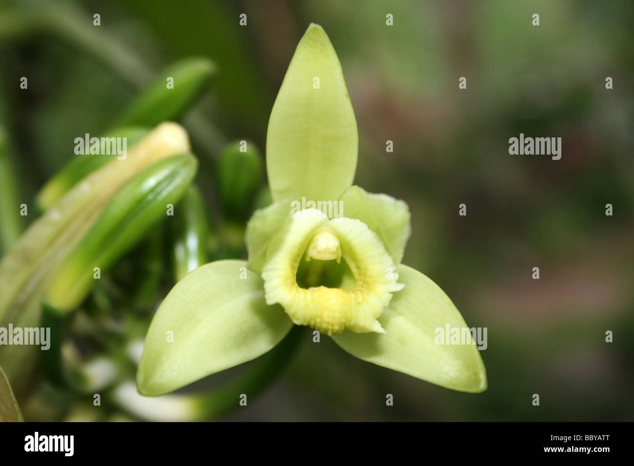 La vaniglia Vanilla planifolia fiore in una piantagione di spezie, Parco Nazionale del Periyar, Kerala, India Foto Stock