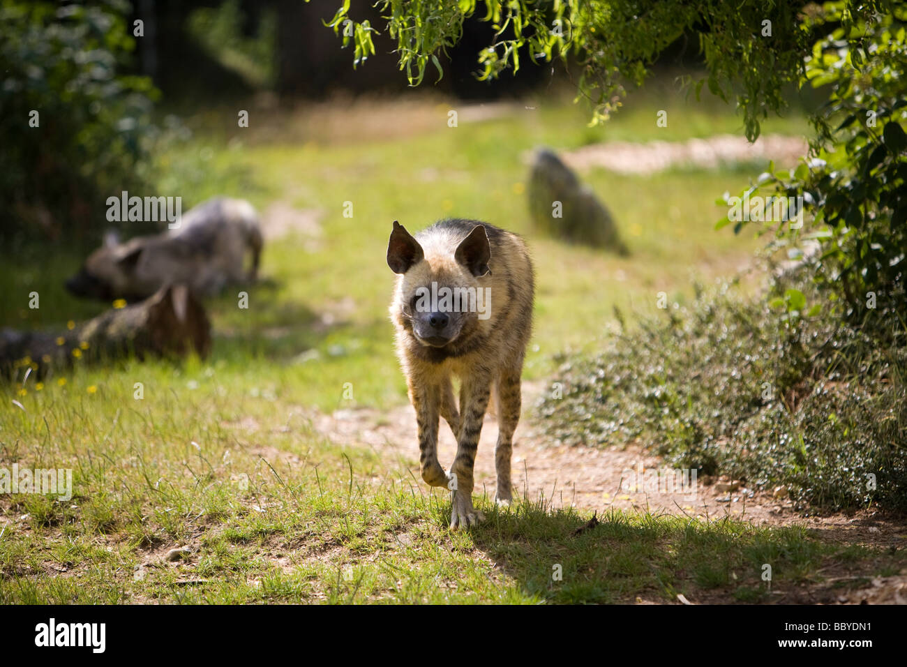La iena o anche sapere come ridere iena Foto Stock