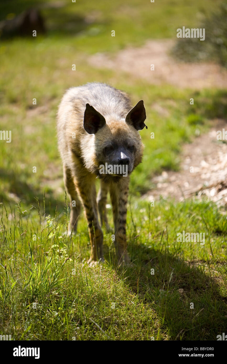 La iena o anche sapere come ridere iena Foto Stock