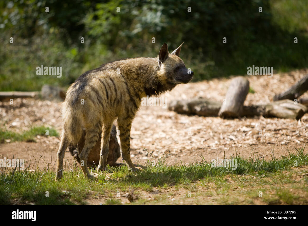 La iena o anche sapere come ridere iena Foto Stock