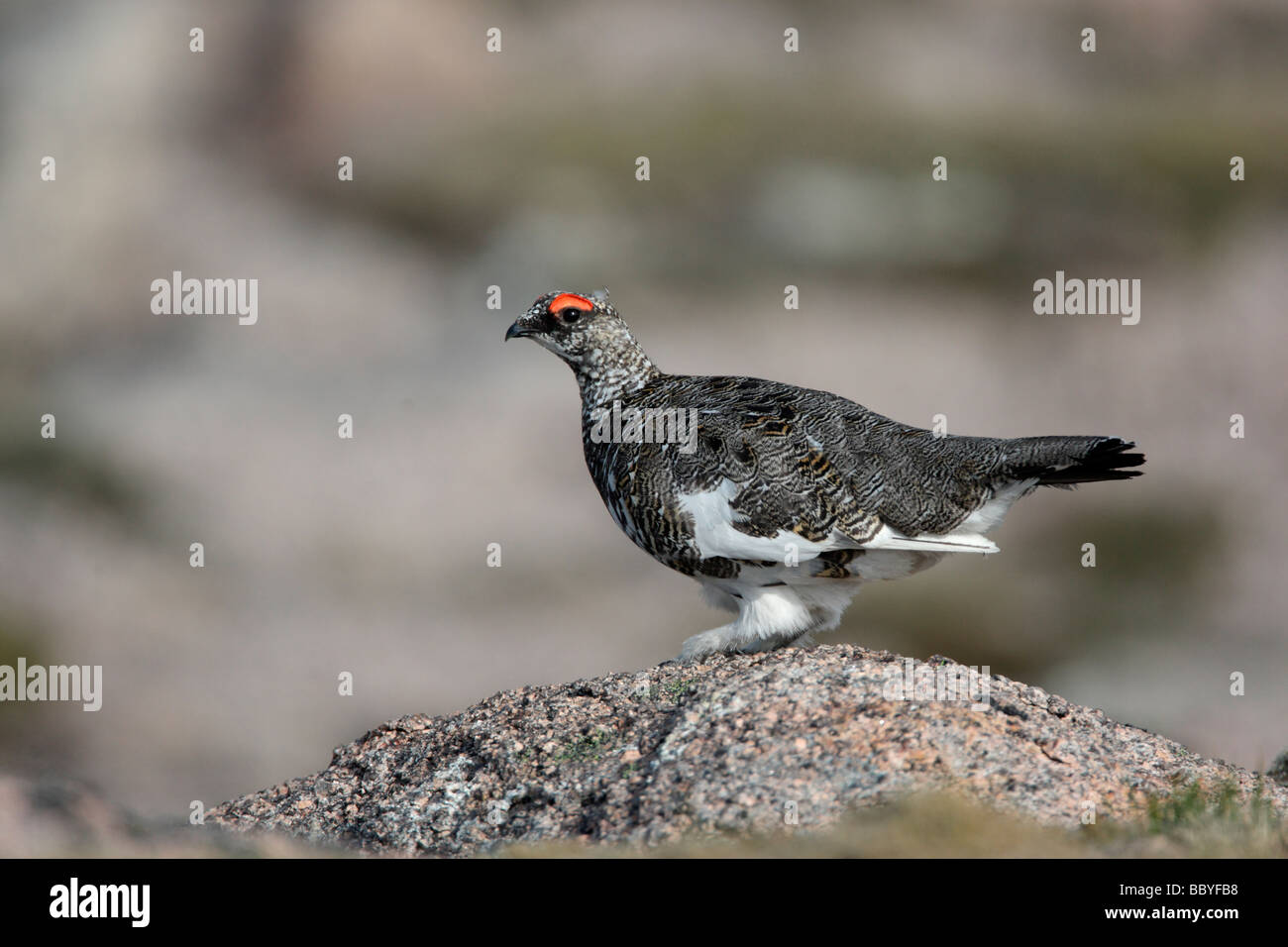 La Ptarmigan Lagopus mutus maschio molla di Scozia Foto Stock