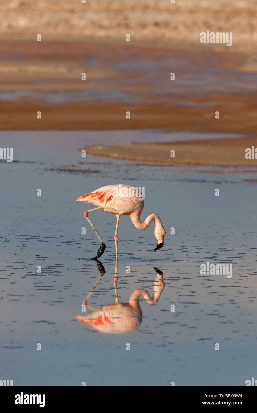 Fenicottero andino in un lago salato del deserto di Atacama, Cile Foto Stock