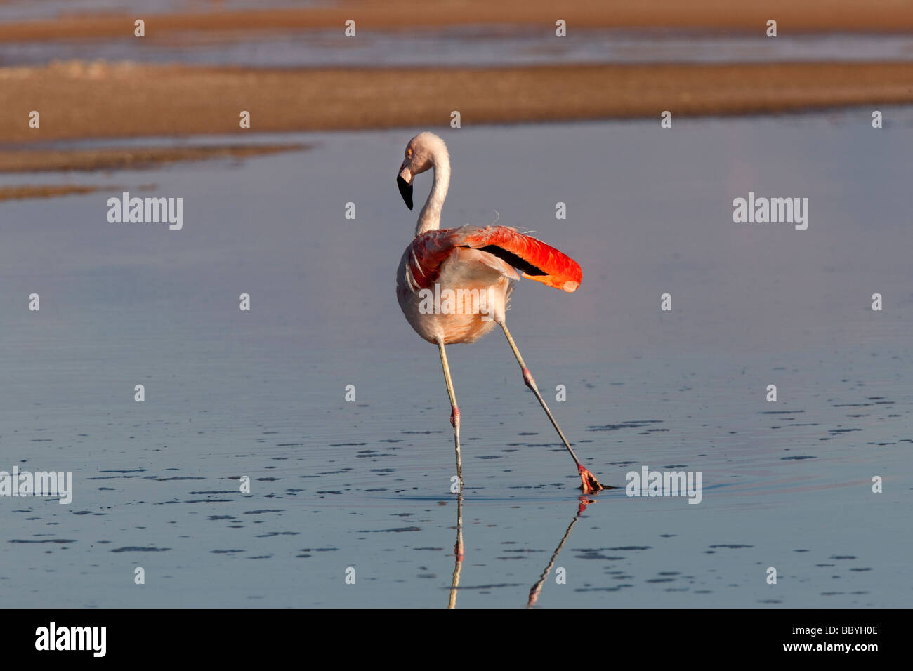 Fenicottero andino in un lago salato del deserto di Atacama, Cile Foto Stock