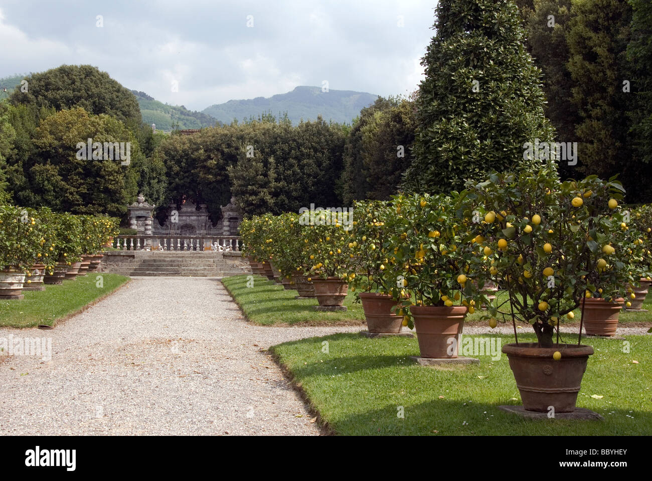 Giardino dei Limoni (giardino di limoni), racchiuso nella vasta foresta nel parco Villa Reale Foto Stock