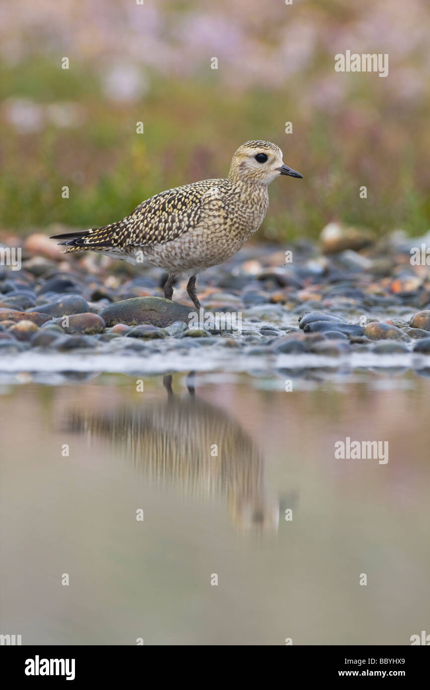 Eurasian Golden Plover Pluvialis apricaria Foto Stock