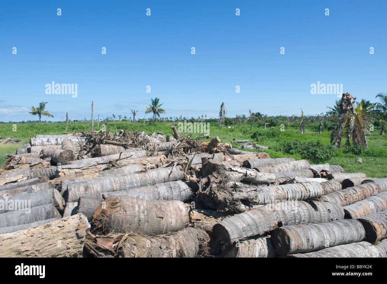 Tagliare palme da cocco tronchi in un morto off plantation Quelimane Mozambico Foto Stock