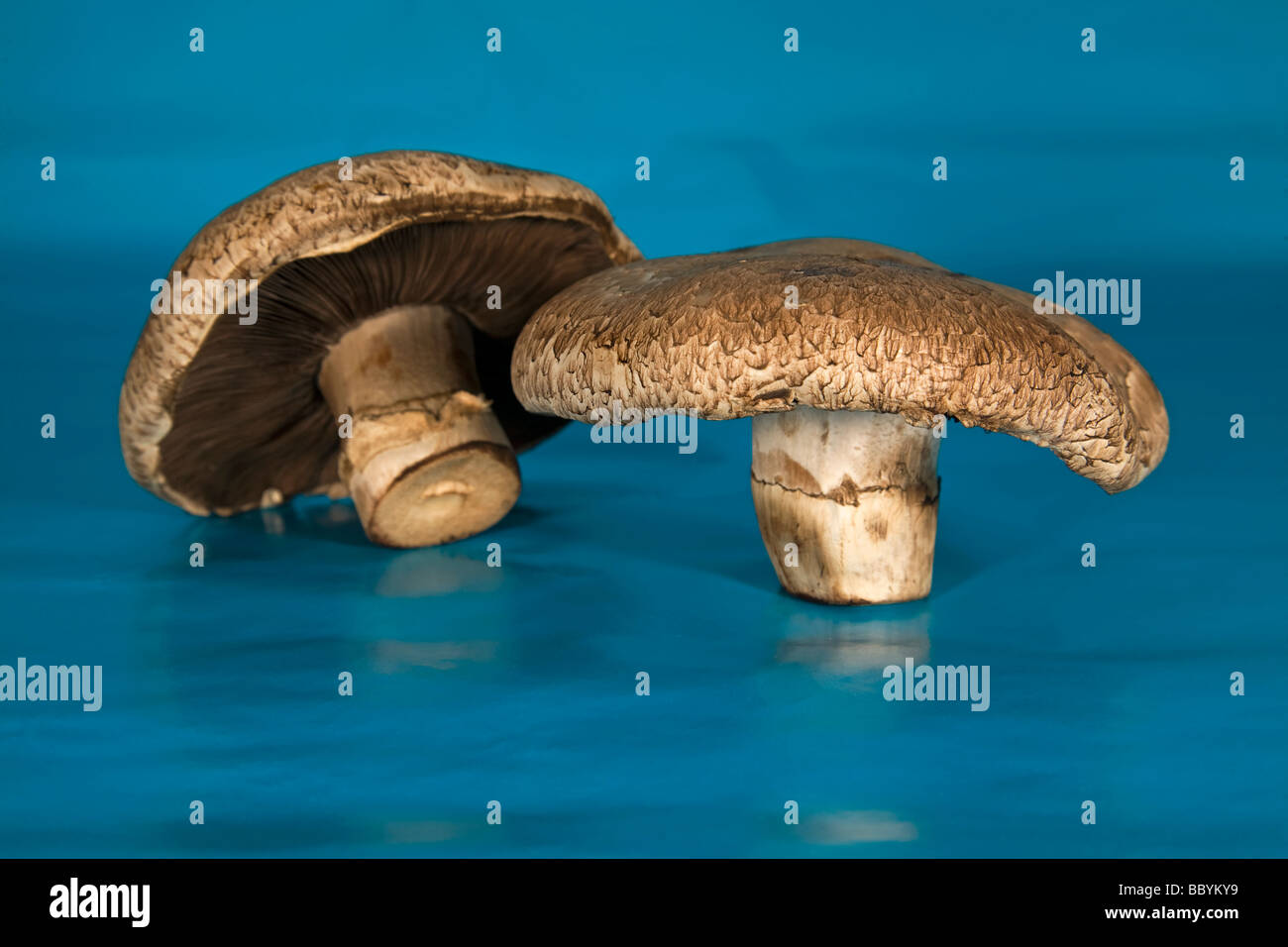 Dettaglio di un fungo portabella da qualsiasi negozio di alimentari o super mercato Foto Stock