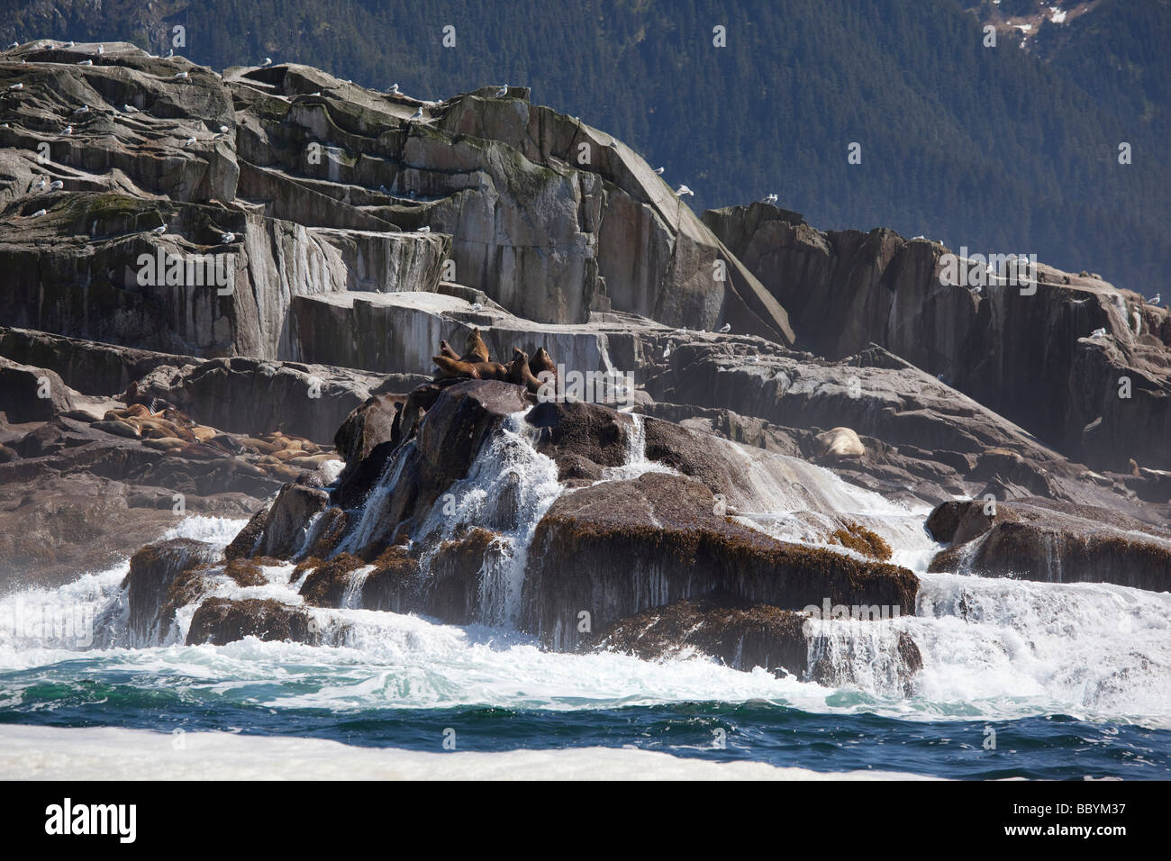 I leoni di mare Sitka Alaska sudorientale Foto Stock