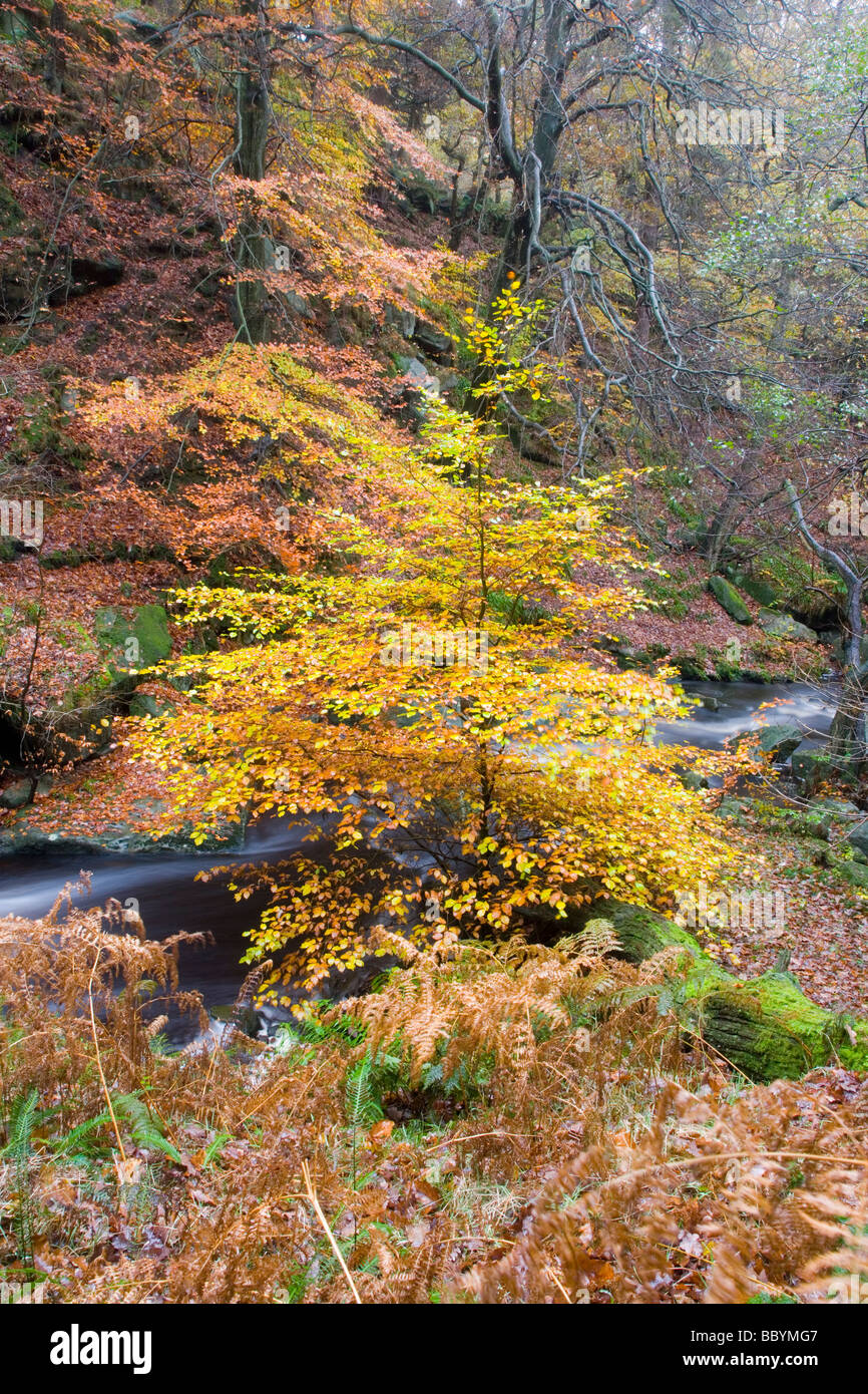 Colore di autunno a fianco di Burbage Brook nel filato Cliff legno a Padley gola nel Peak District nel Derbyshire Foto Stock