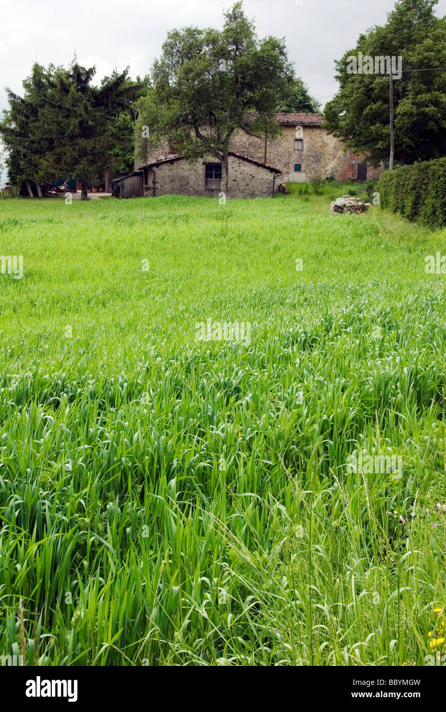 Un campo di farro, un'antica forma di grano che è stato coltivato in continuo in Garfagnana sin dai tempi antichi Foto Stock