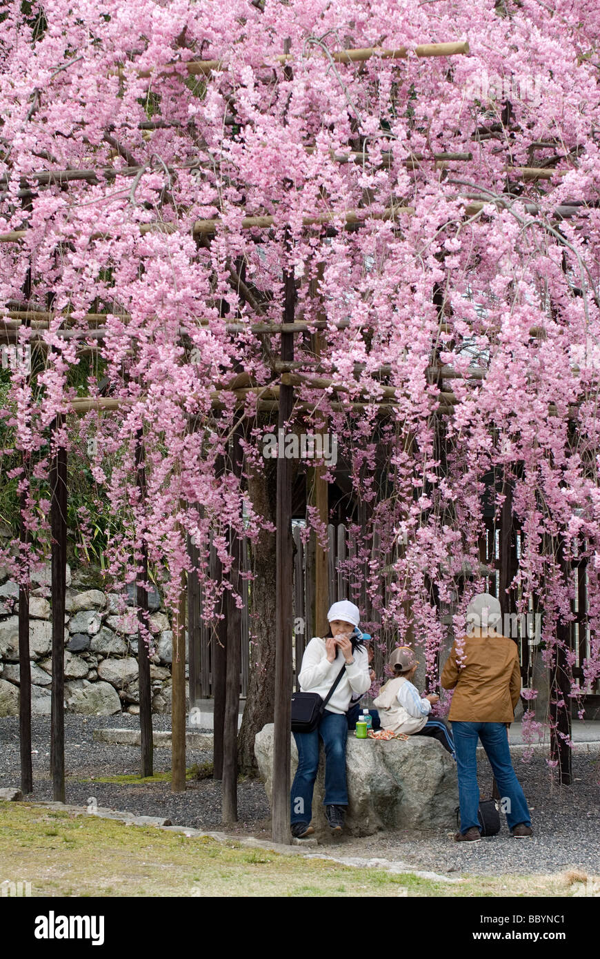Tre persone aventi un picnic sotto un ciliegio piangente in piena fioritura con pali di supporto per i rami pesanti Foto Stock