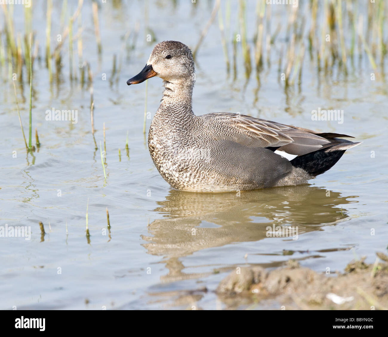Canapiglia prese a Minsmere, Suffolk, Regno Unito Foto Stock
