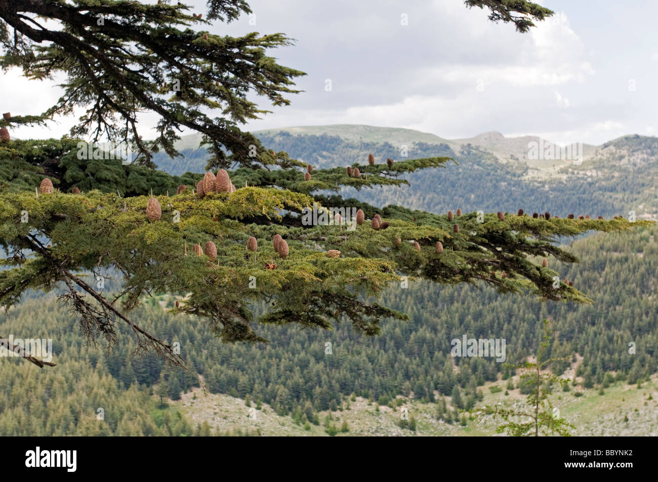 Ciglikara cedro del Libano, Cedrus libani, foresta Antalya Turchia Foto Stock