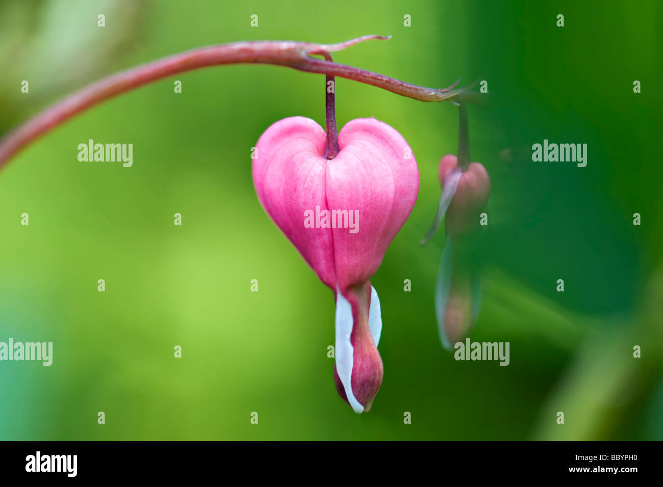 Close up di sanguinamento rosa fiore del cuore contro verde vivace fuori fuoco fogliame prese a Bristol REGNO UNITO Foto Stock