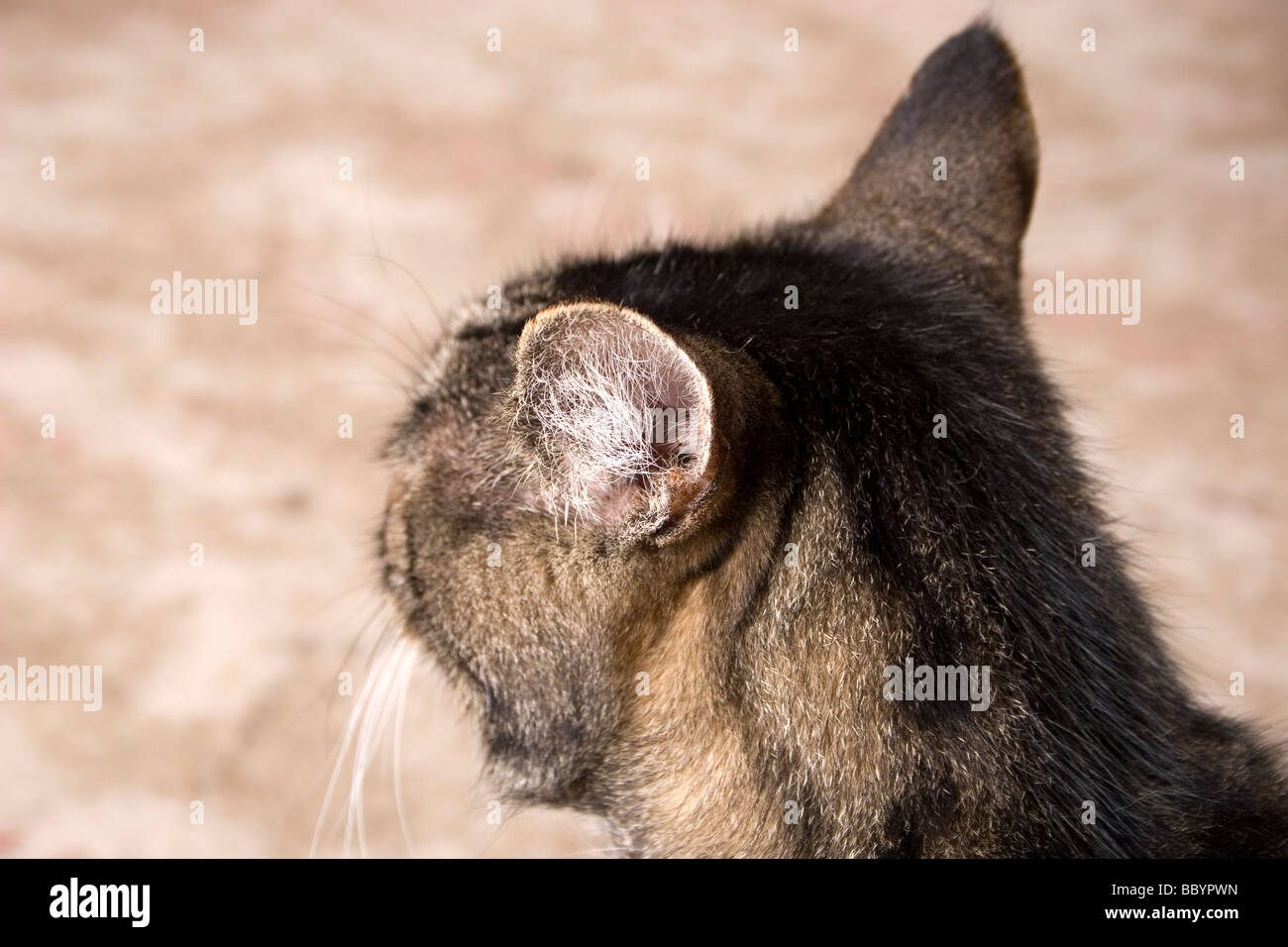 Close up tabby gatti orecchie appuntato indietro Foto Stock