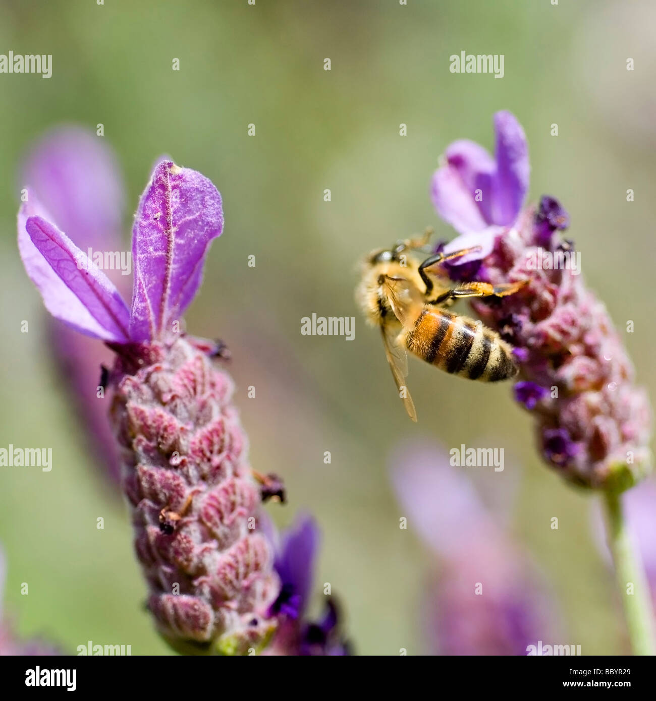 Il miele delle api sulla lavanda francese Foto Stock