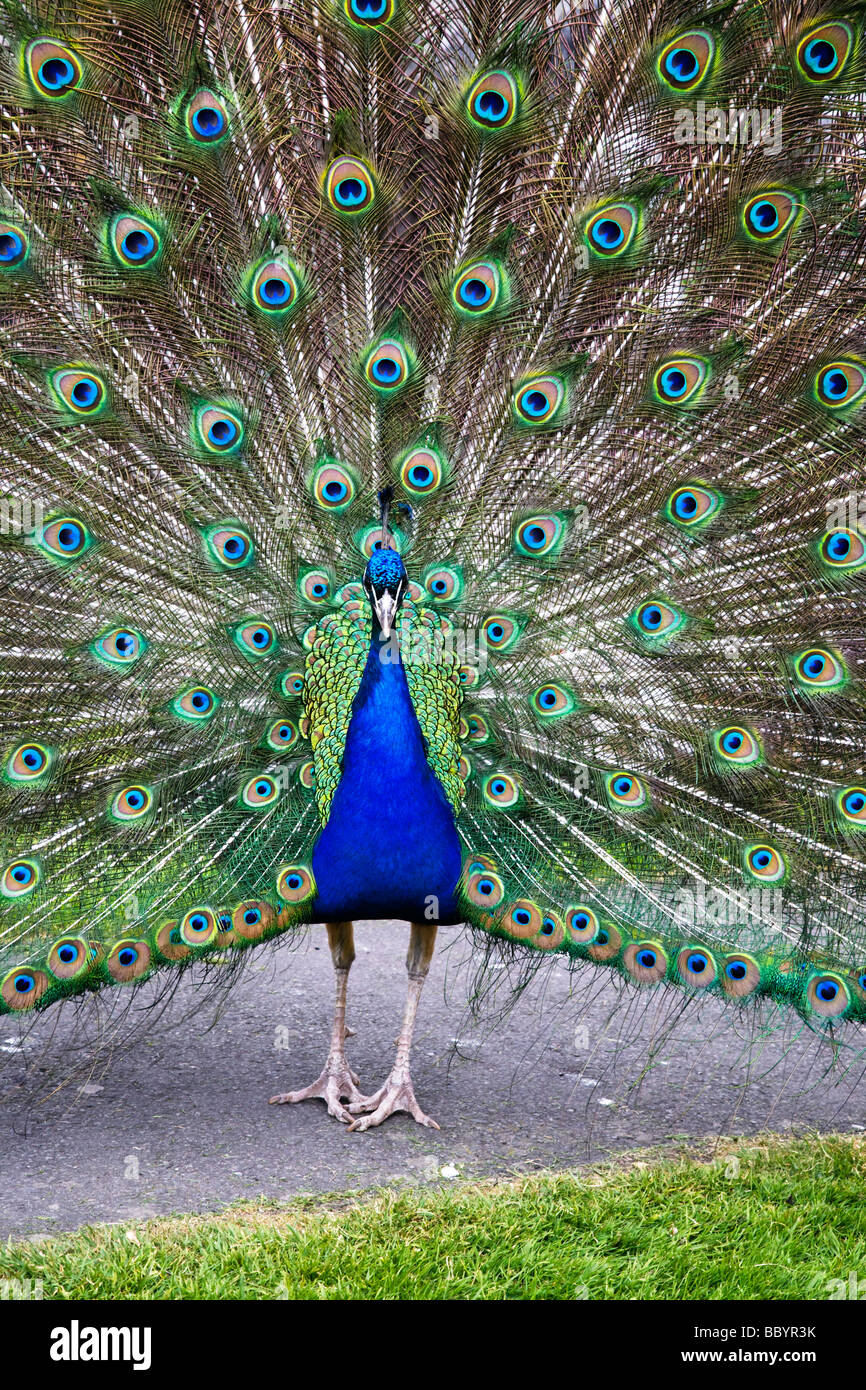 Un maschio blu indiano Peacock, Pavo cristatus. Foto Stock