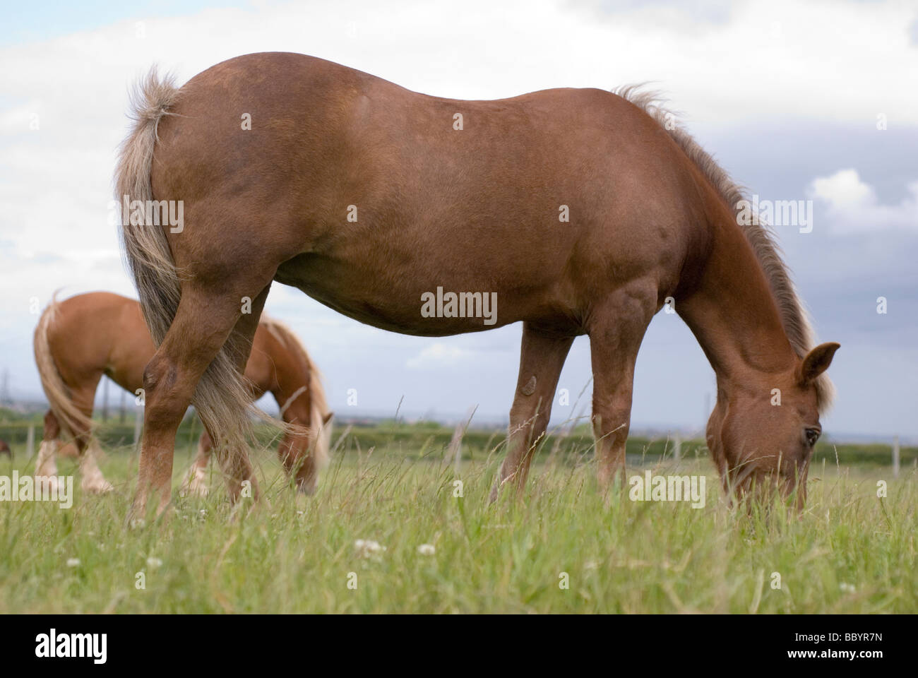 Pony mare pascolo con un altro pony in background Foto Stock