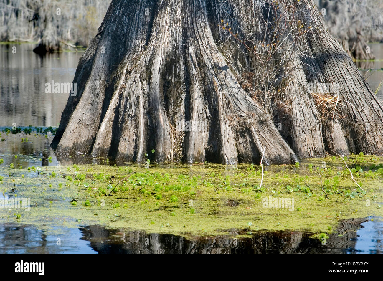Merchants Gora parco statale, bellissimo cipresso calvo e Tupelo palude Foto Stock