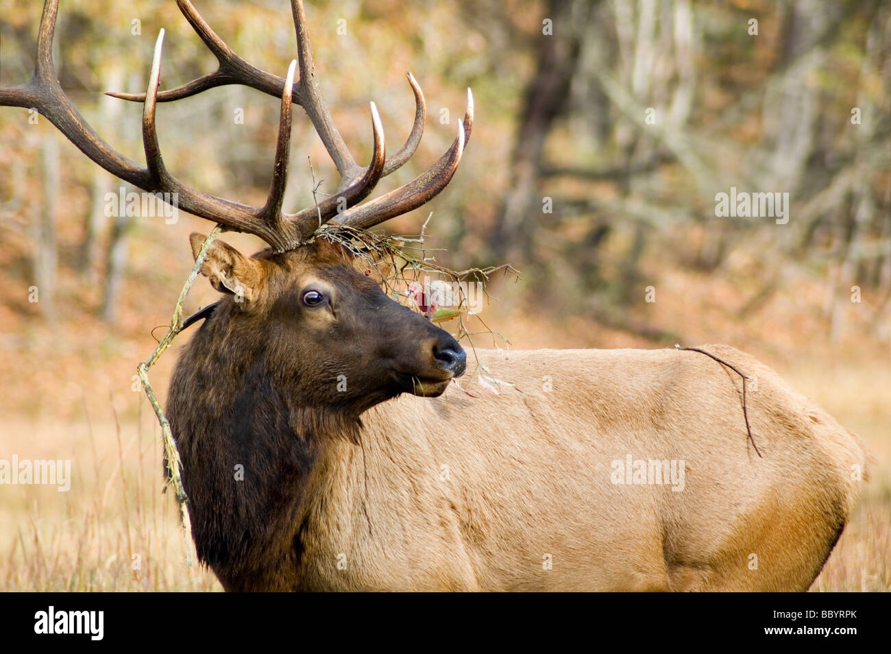 Wild elk in valle cataloochee, Great Smoky Mountains National Park, North Carolina Foto Stock