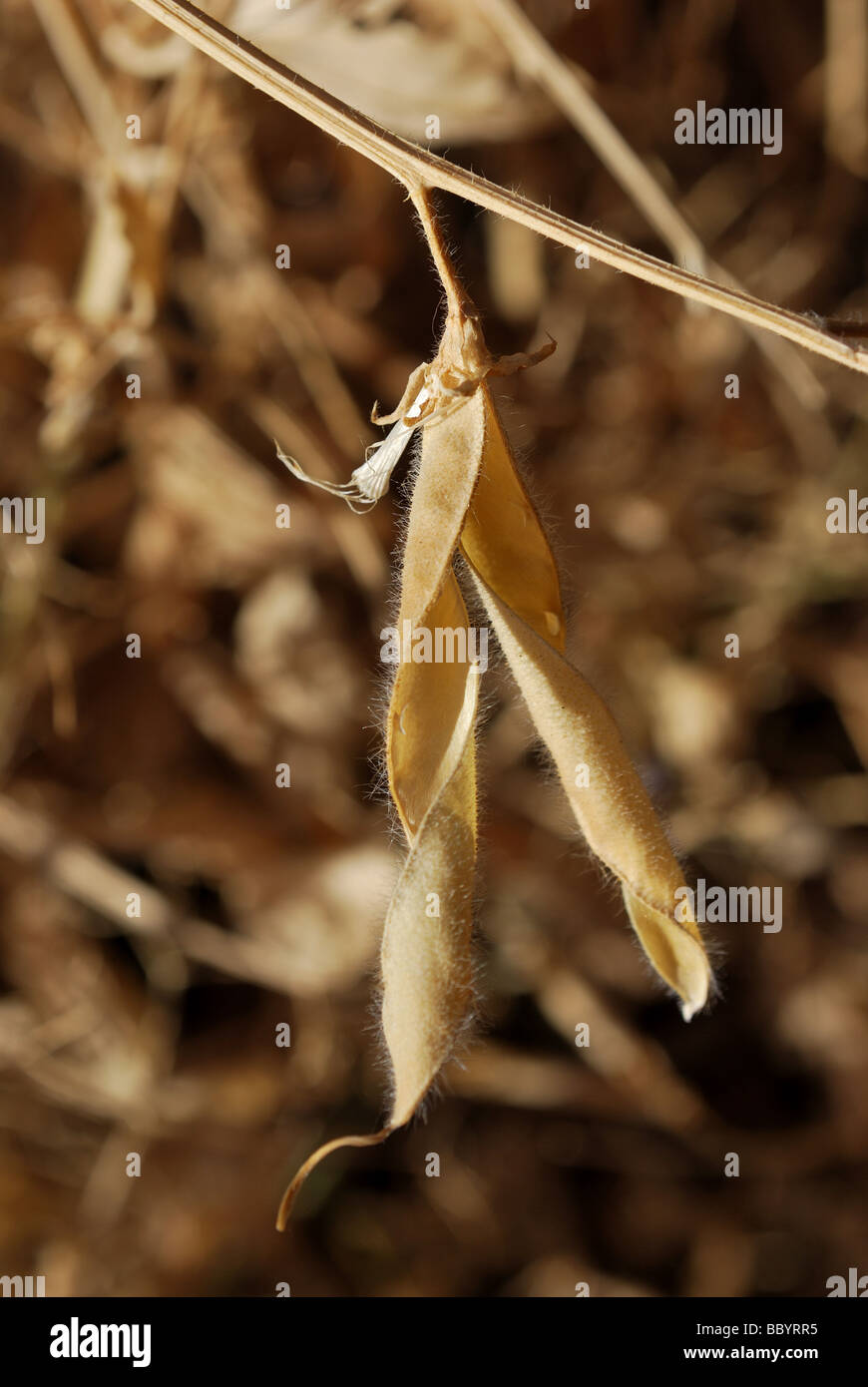 Sweet Pea Lathyrus odoratus pod di sementi le sementi non fine della stagione di crescita Foto Stock