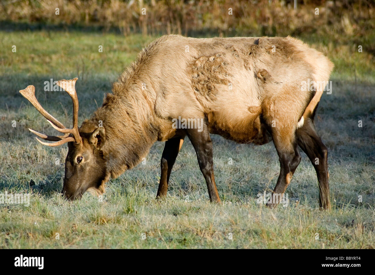 Wild elk in valle cataloochee, Great Smoky Mountains National Park, North Carolina Foto Stock