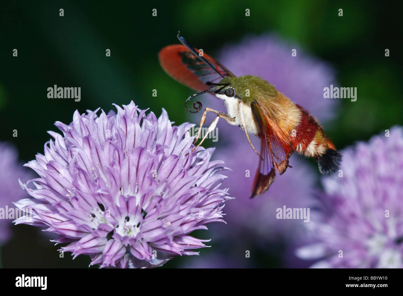 Hummingbird Clearwing Tarma (Hemaris thysbe) Foto Stock