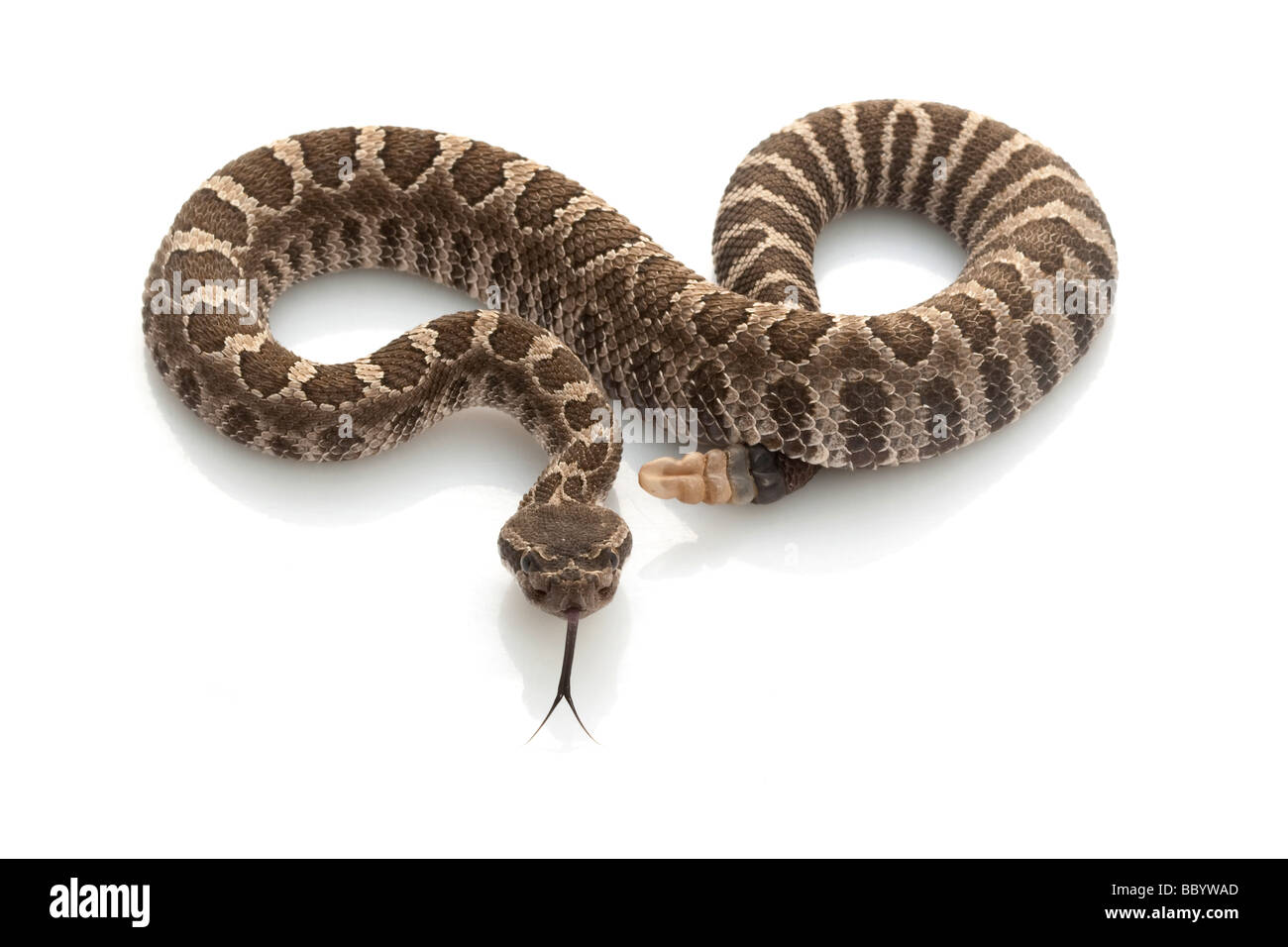 Pacifico settentrionale Rattlesnake Crotalus oreganus isolati su sfondo bianco Foto Stock