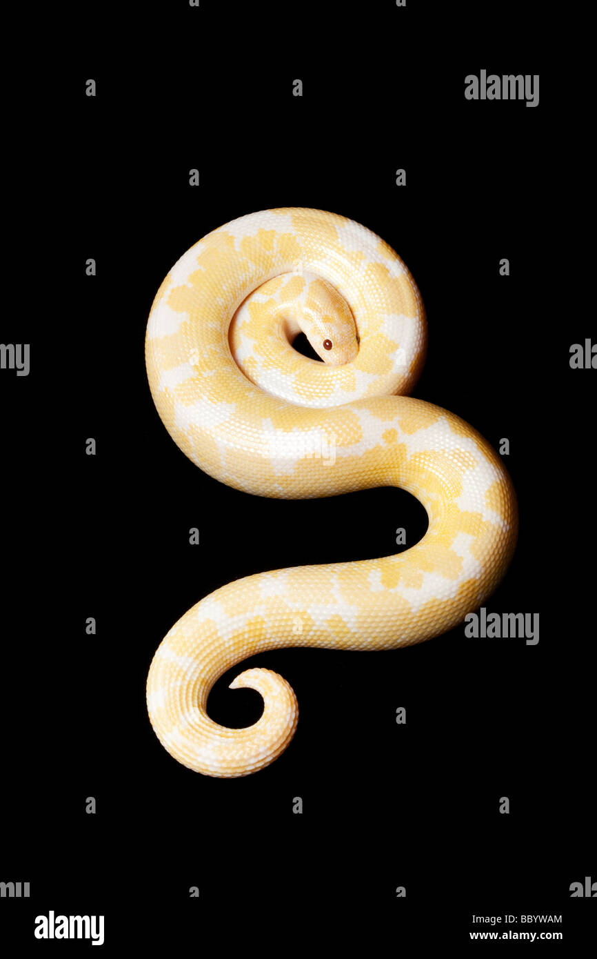 Neve sabbia keniota boa Eryx colubrinus isolati su sfondo nero Foto Stock