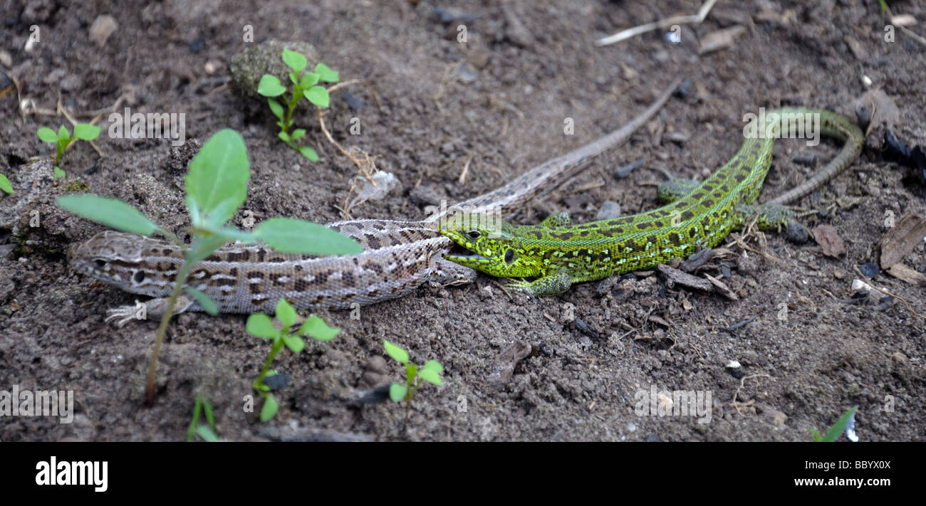 Due piccoli lizard con un code lunghe sono eventualmente combattimenti a terra Foto Stock