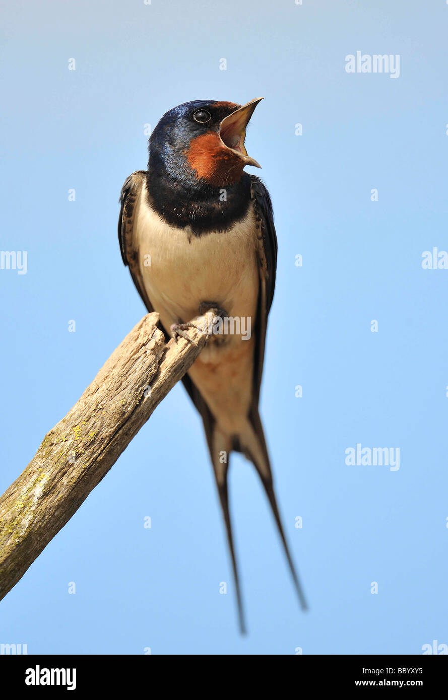 Il canto swallow. Hirundo rustica. Farmland uccelli. Foto Stock