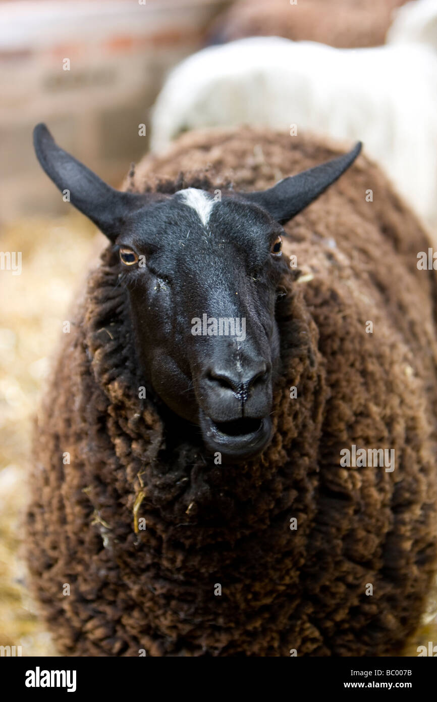 Il gallese le pecore di montagna Foto Stock