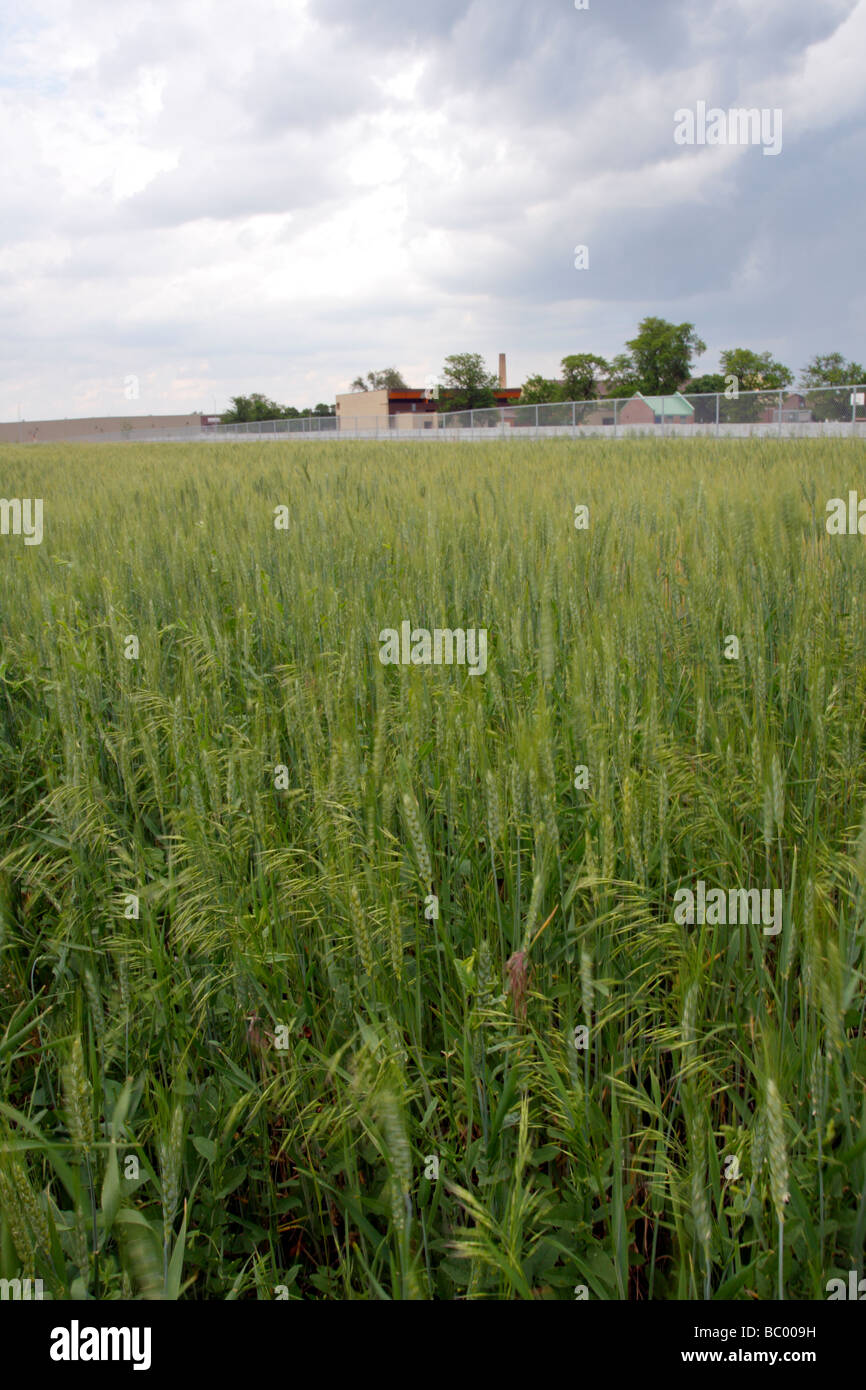 Campo di grano vicino al centro Malone a Lincoln, Nebraska. Foto Stock