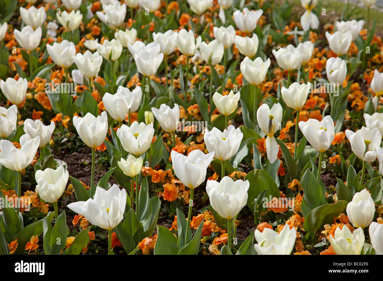 Tulipanes en onu jardin tulipani in un giardino Foto Stock