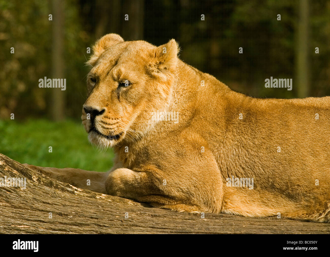 Leonessa Panthera Leo è uno dei quattro grandi felini del genere Panthera, e da un membro della famiglia Felidae. Visto in appoggio su di un registro. Foto Stock