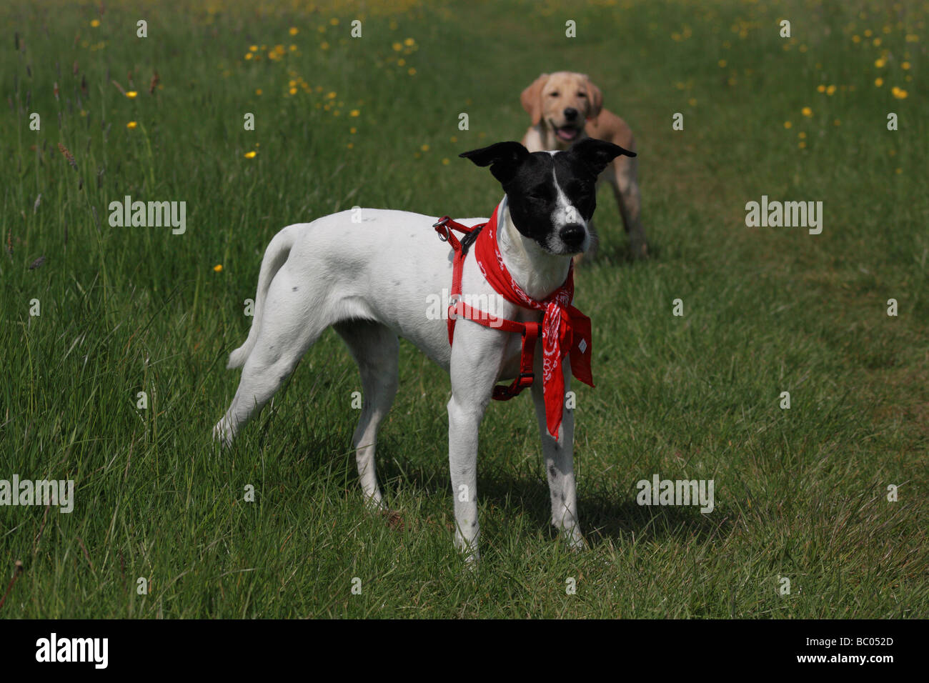 Thoroughbred,Mixed-razza cane,Labrador Retriever Foto Stock