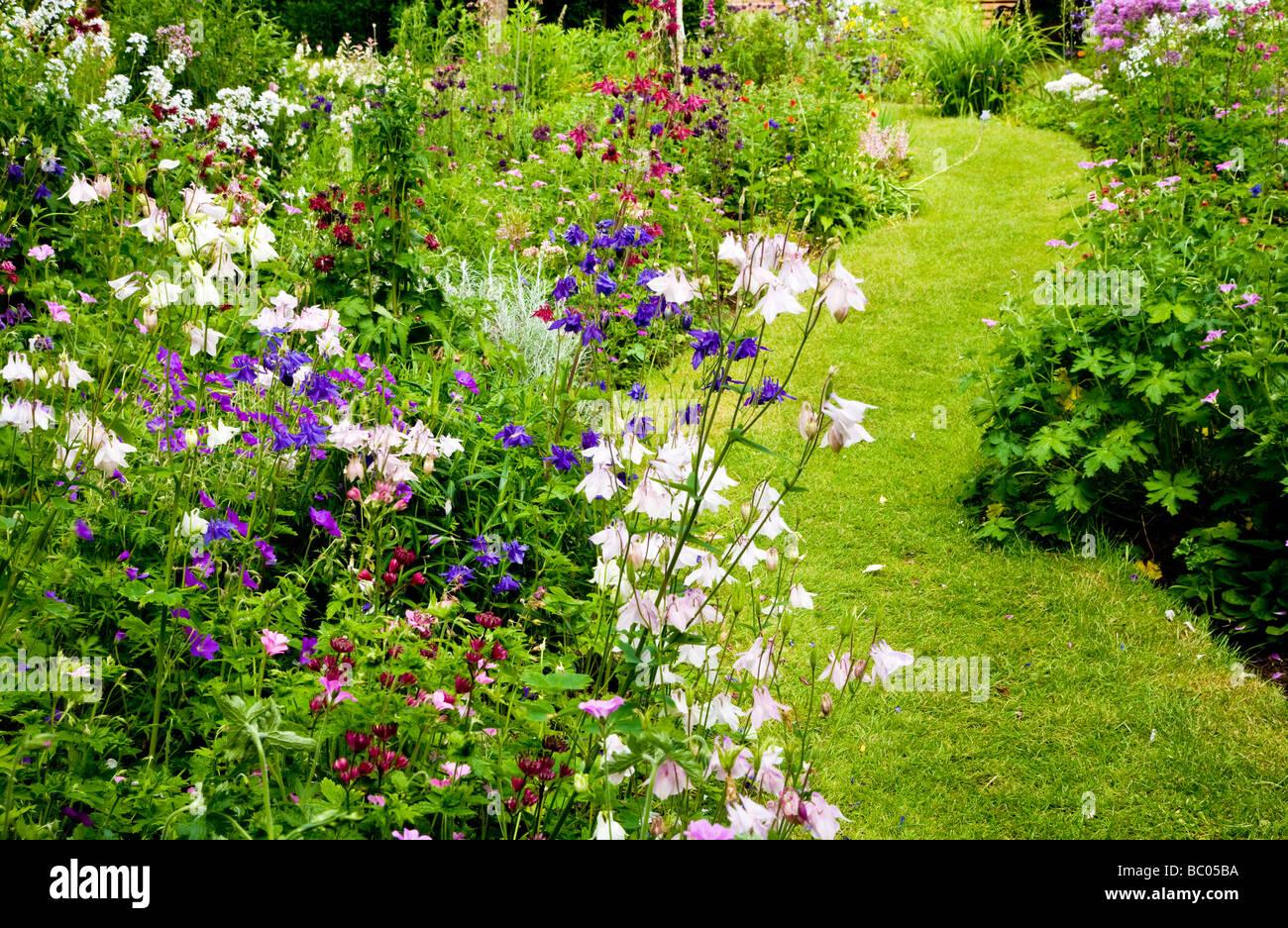 Sunny piante erbacee perenni fiore di confine Aquilegias in un paese di lingua inglese giardino Foto Stock