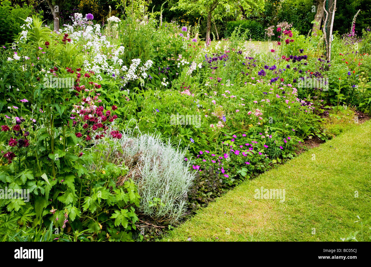 Piante erbacee perenni flower confine con Aquilegias e bianco dolce Rocket in un paese di lingua inglese giardino Foto Stock