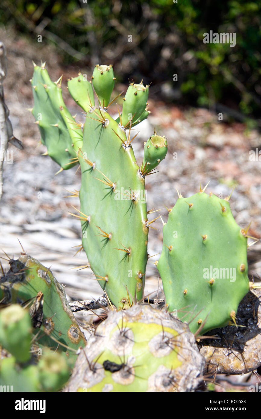 Il fico d'India Pale di Cactus Foto Stock