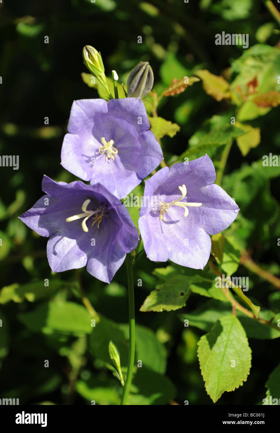 Campanula Persicifolia in fiore Foto Stock