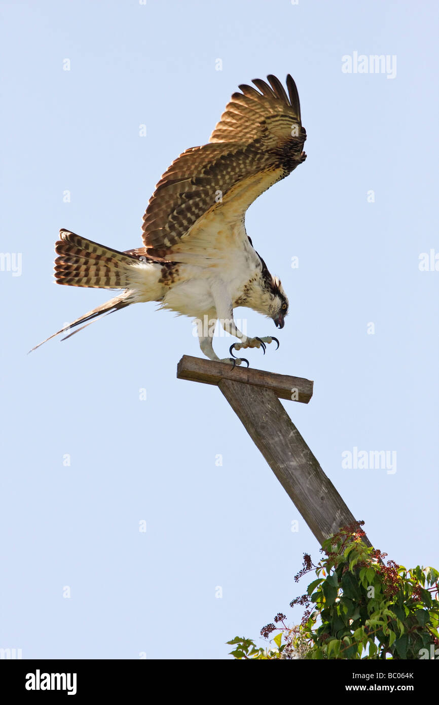 Osprey atterraggio sul pesce persico del nesting Foto Stock