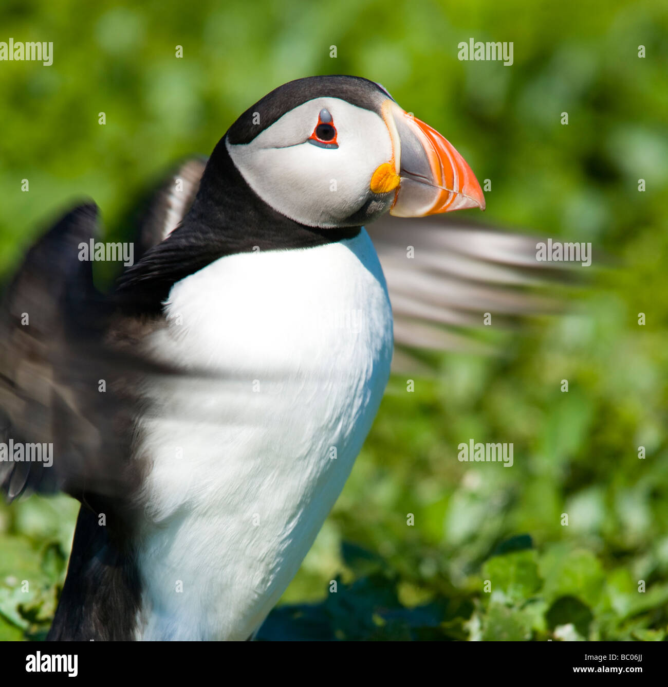 Inghilterra Northumberland Isole farne un unico puffin Fratticula artica sulla parte interna farne Isola Foto Stock