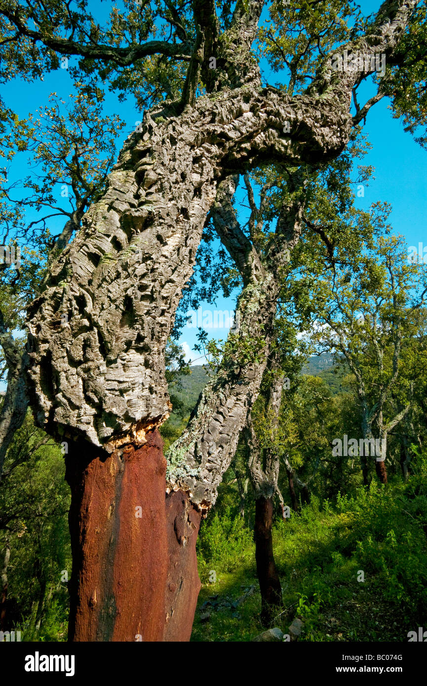 Quercia da sughero Quercus suber foresta DI CHIAVARI CORSICA FRANCIA Foto Stock