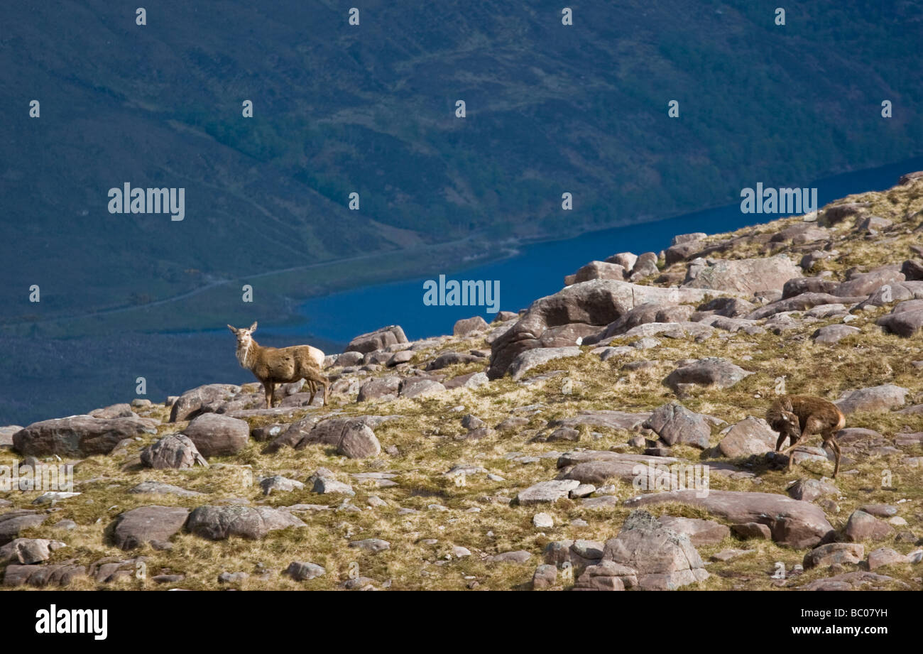 Red Deer sul Ben Eighe, guardando in giù a Loch Clair Foto Stock