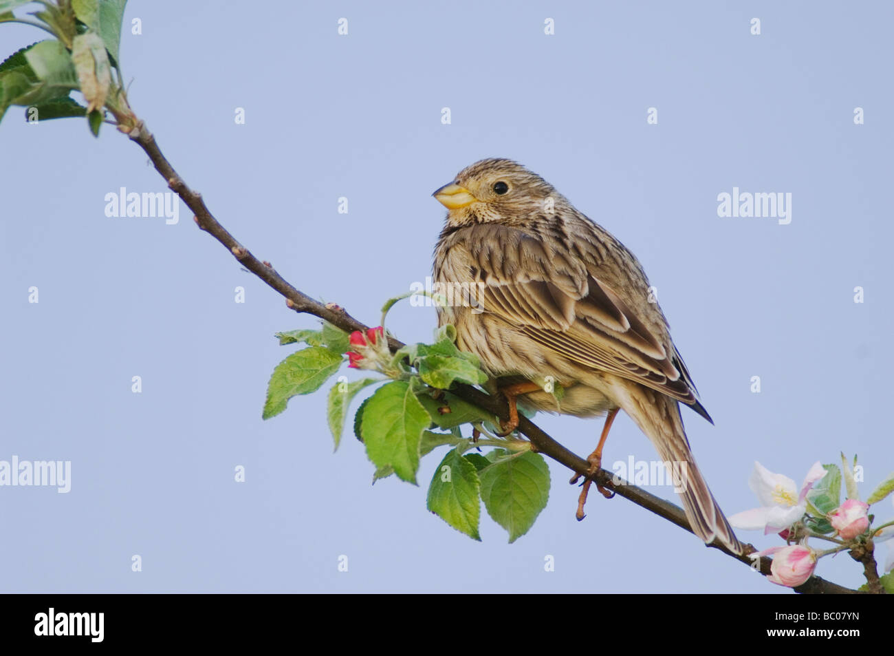 Corn Bunting Miliaria calandra il Parco Nazionale del lago di Neusiedl Burgenland Austria Aprile 2007 Foto Stock