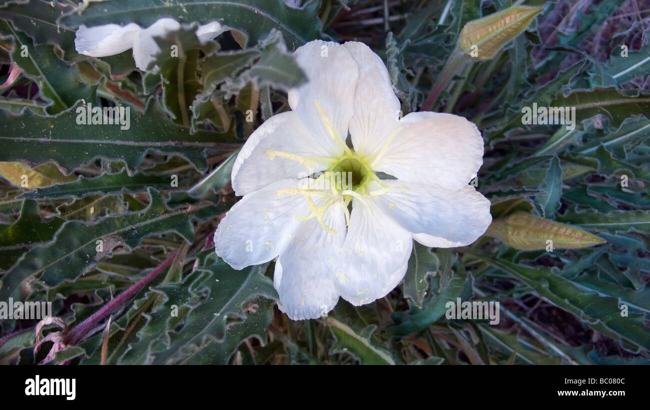 Pianta flowering in Grand Gulch Primitive Area nel sudest dell'Utah Foto Stock